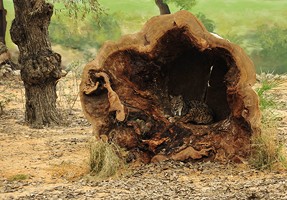 Esperanza en las instalaciones del Zoobotánico de Jerez