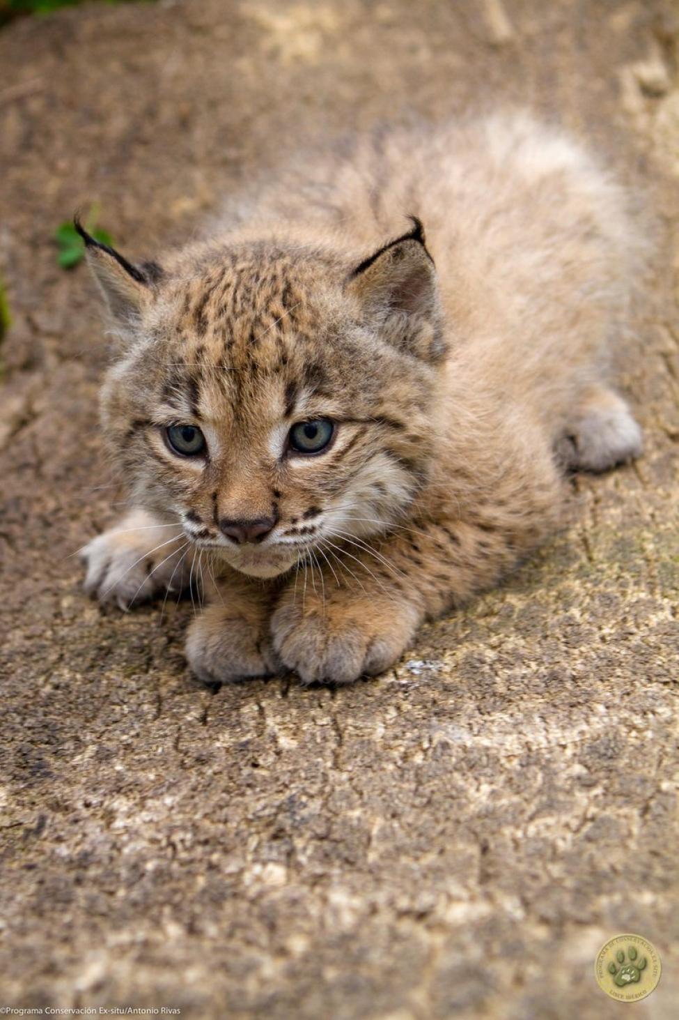 Рысь детеныши рысята. Пиренейская рысь. Абиссинская мини рысь. Рысь детеныши рысята. Рысь сибирская котенок.